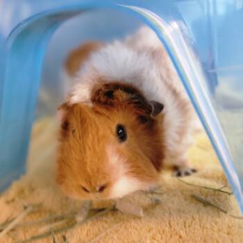 Rescue Guinea Pig Guinea Pigs for Adoption in Pittsburgh, Pennsylvania - Poki And Loki | PetCurious